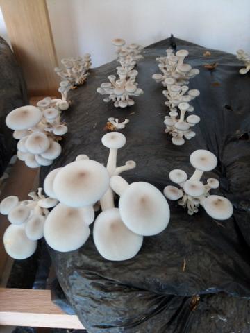 Cogumelos shimeji - Foto 2