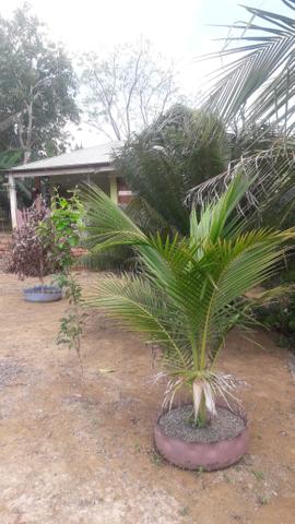 Vendo essa casa lindíssima - Foto 4