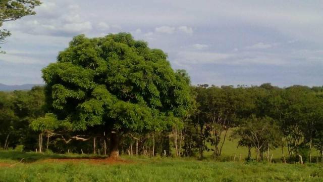 Fazenda Ribeirão - Foto 12