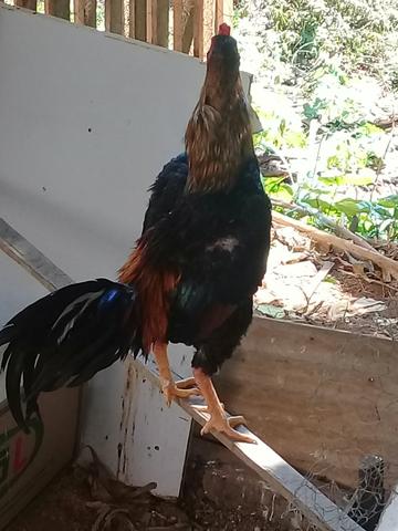 Galo da india