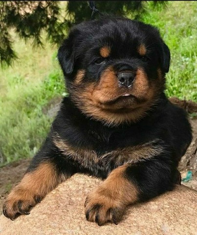 Qualidade acima da média rottweiler os mais fortes e robustos filhotes 