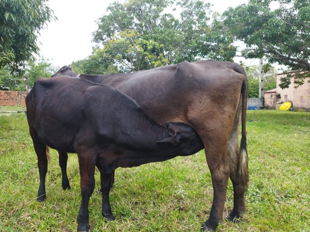 Excelente vaca com garrota de origem