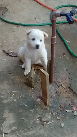 Pastor Suíço: Um cãozinho inteligente e companheiro fiel