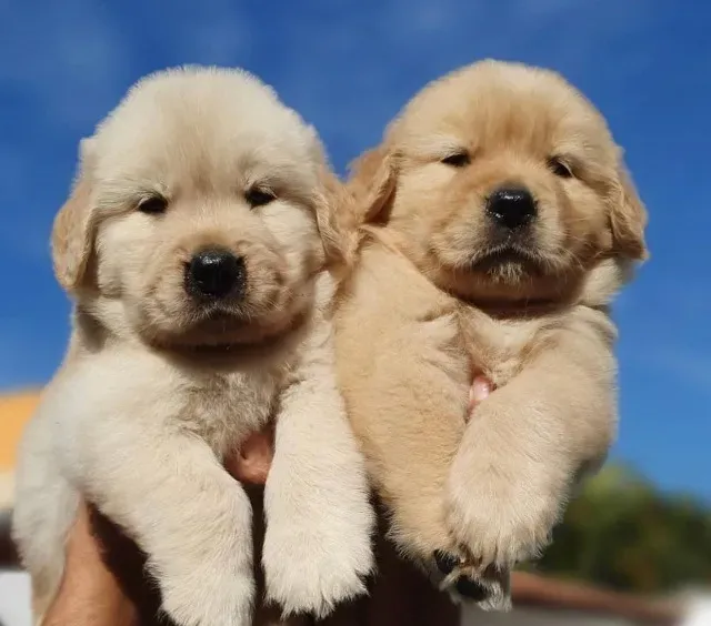 golden muito fofinho a pronta entrega, um pet de família - Cachorros e  acessórios - Pinheiros, São Paulo 1097949230