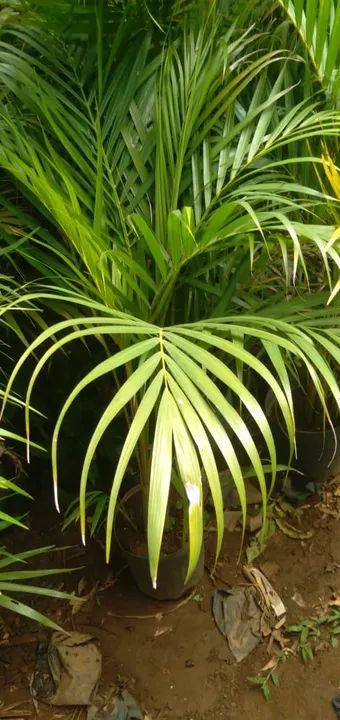 Palmeira areca bambu