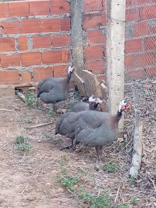 Capotes franceses adultos  - Foto 2