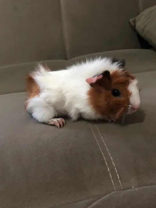 Porquinho da Índia Filhote - Foto 4