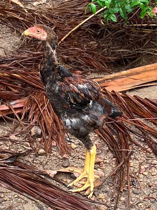 Galinhas Moura e frangos índio gigante Mura Moura - Foto 4