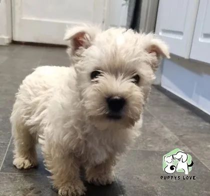 West highland best sale terrier olx