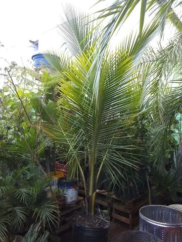 Palmeiras... GUEROBA, BISMARCK, COCO anão e PIRAMIDALES..