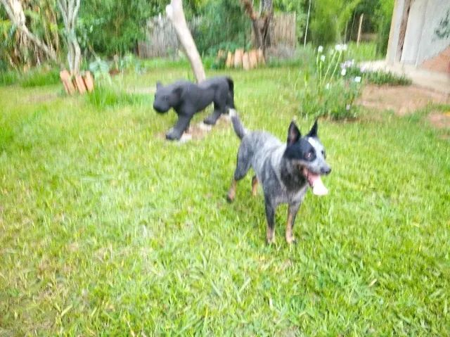 Pantera  - Foto 3