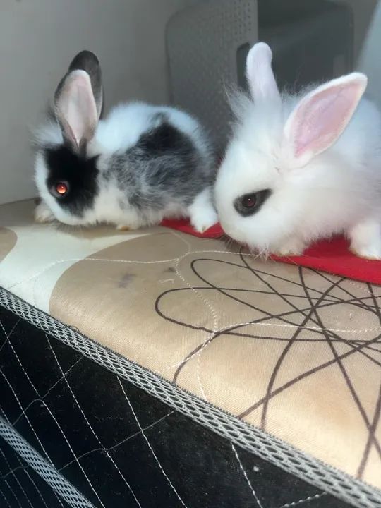 Casal de coelhos - Foto 3