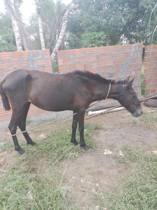 Potra primeiras muda - Foto 3