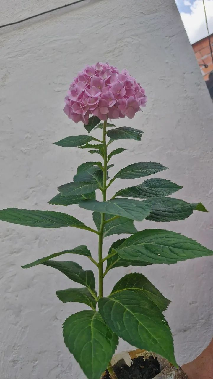 Planta Hortênsia Rosa