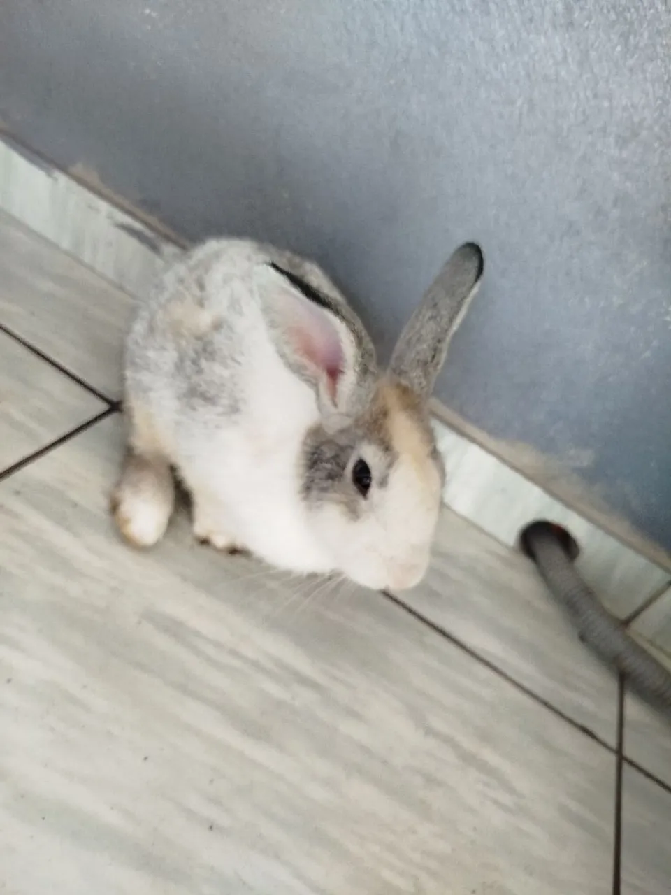 Coelhinho fofo para adoçar seus dias!