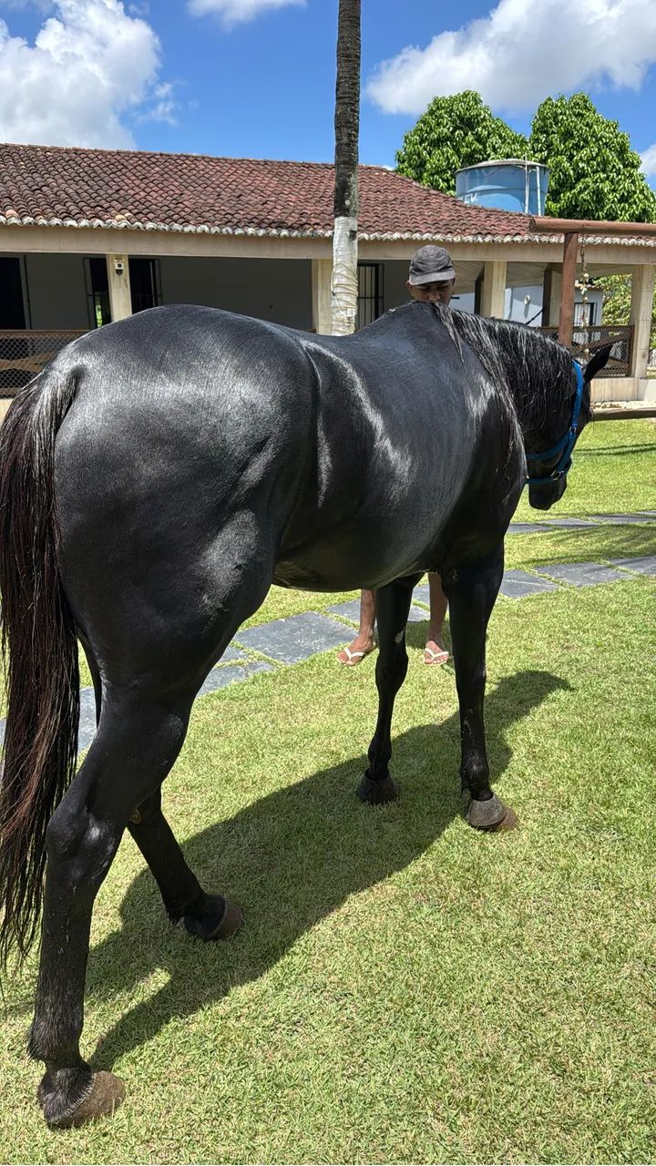 Cavalo de direita  - Foto 4