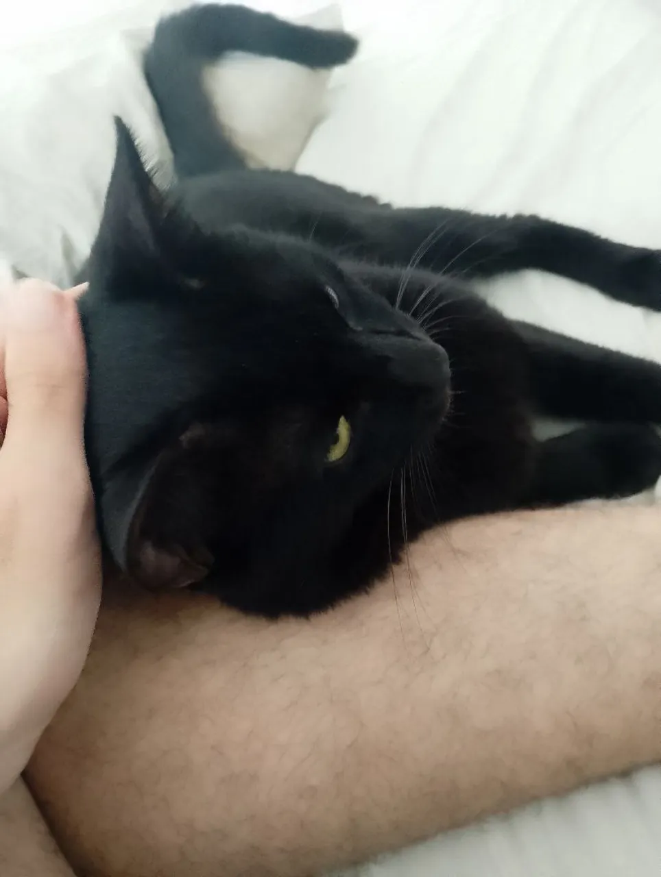 Gatinho preto carinhoso para adoção