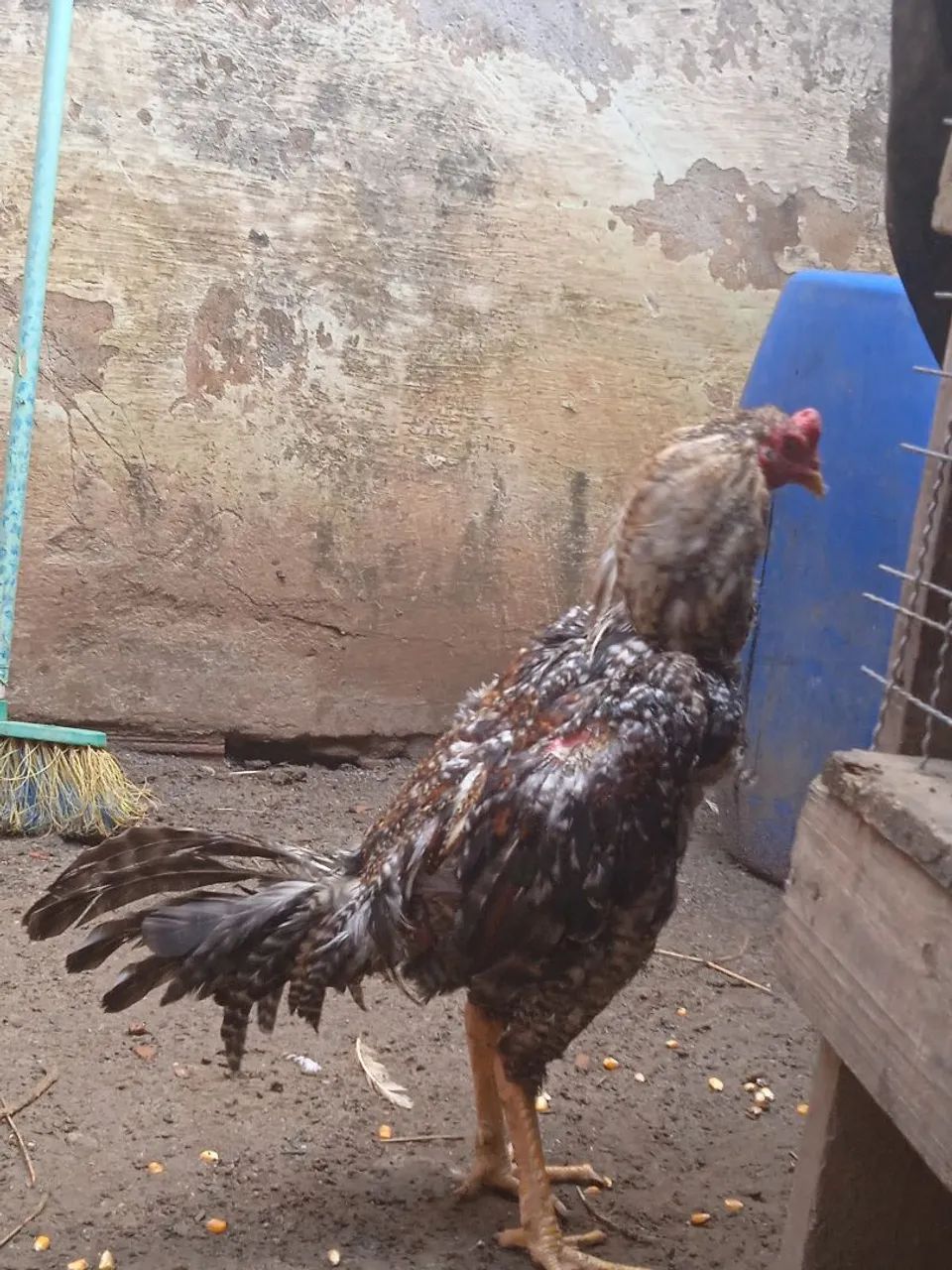 Galo índio bankiva  - Foto 2