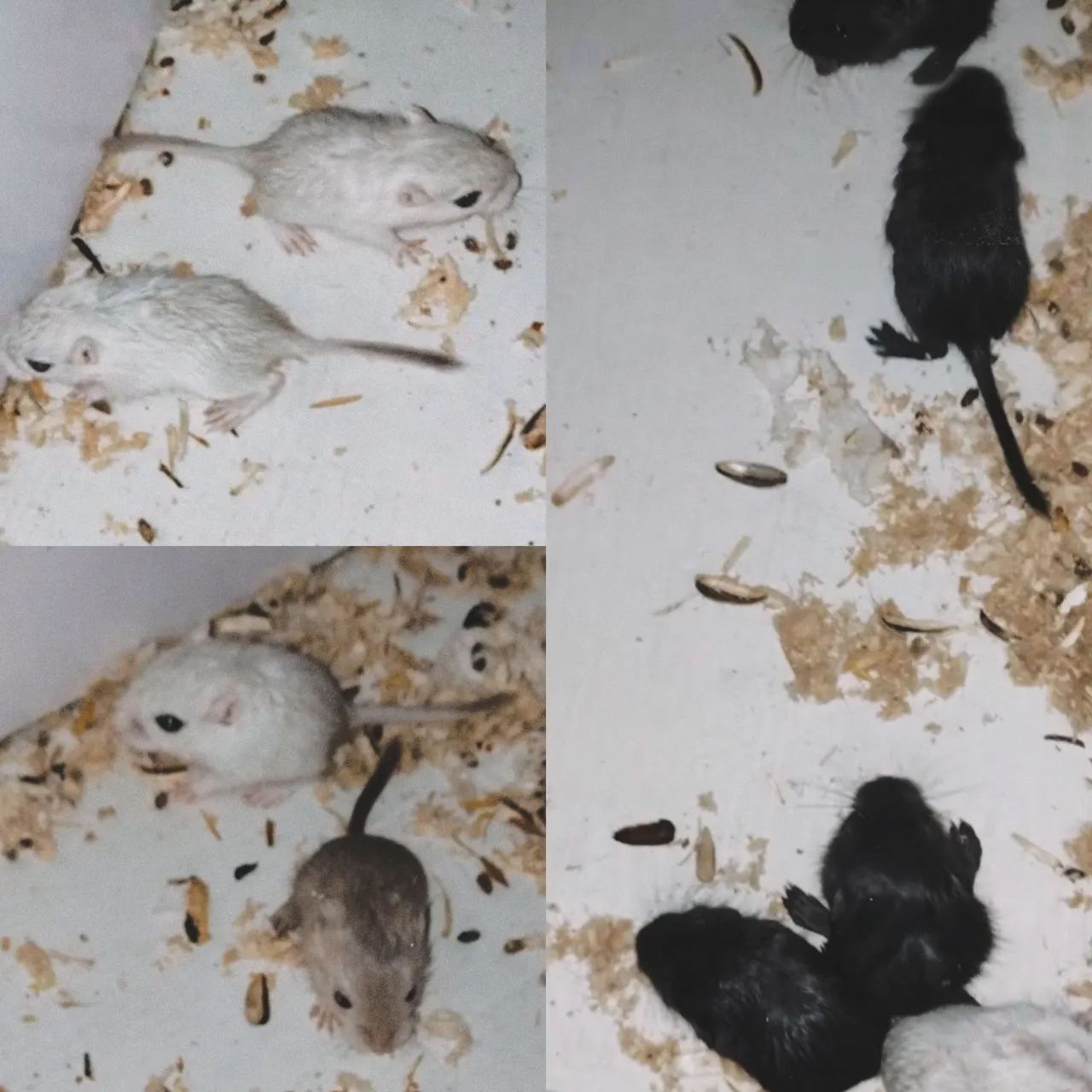 Gerbil Esquilo da Mongólia doação 