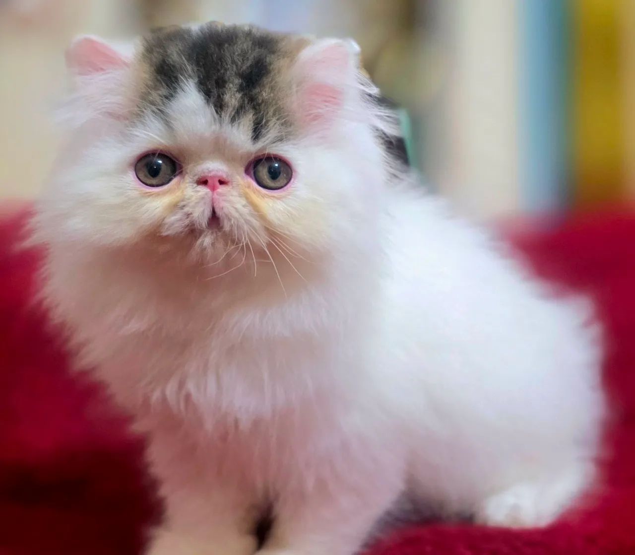 Filhote de gato persa - Foto 4