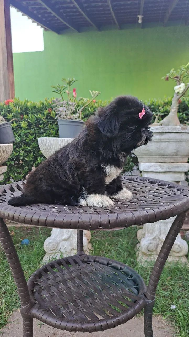 Venda de filhotes shih tzu  - Foto 4