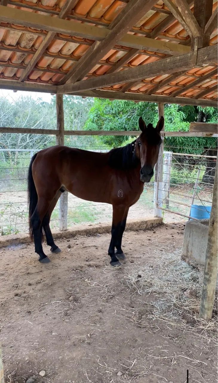 Cavalo castrado com potencial de pista - Foto 2
