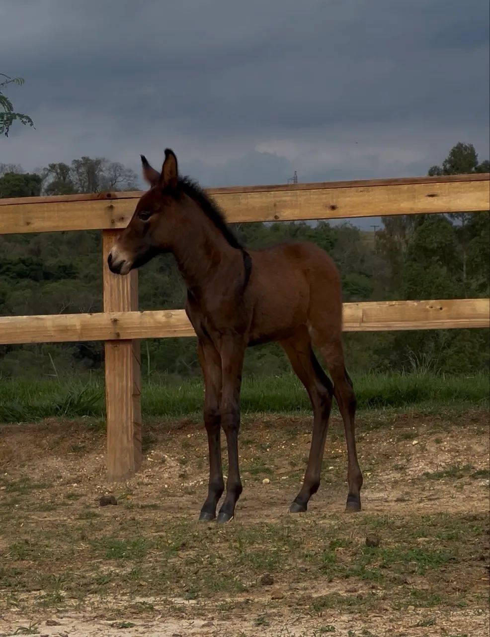 Mula Morena do Criatório RWS - Filha do Jumento Playboy RF! - Foto 2
