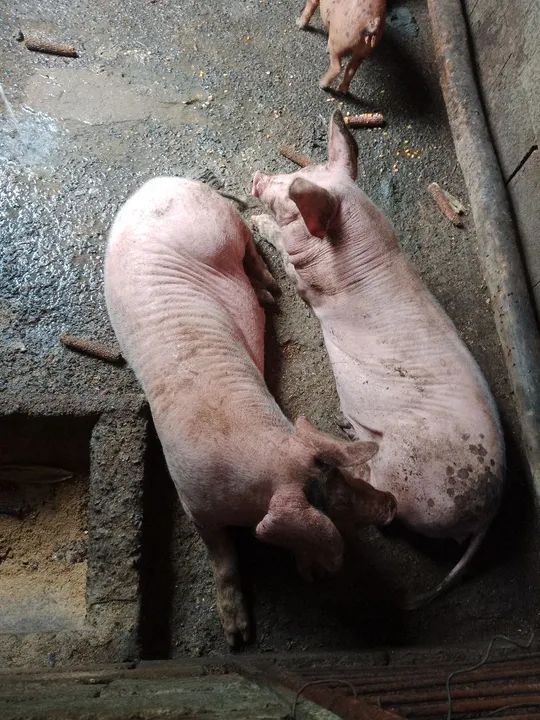 Vendo casal de porco novo  - Foto 3