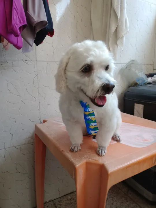 Banho e tosa em domicílio em Santarém  - Foto 5