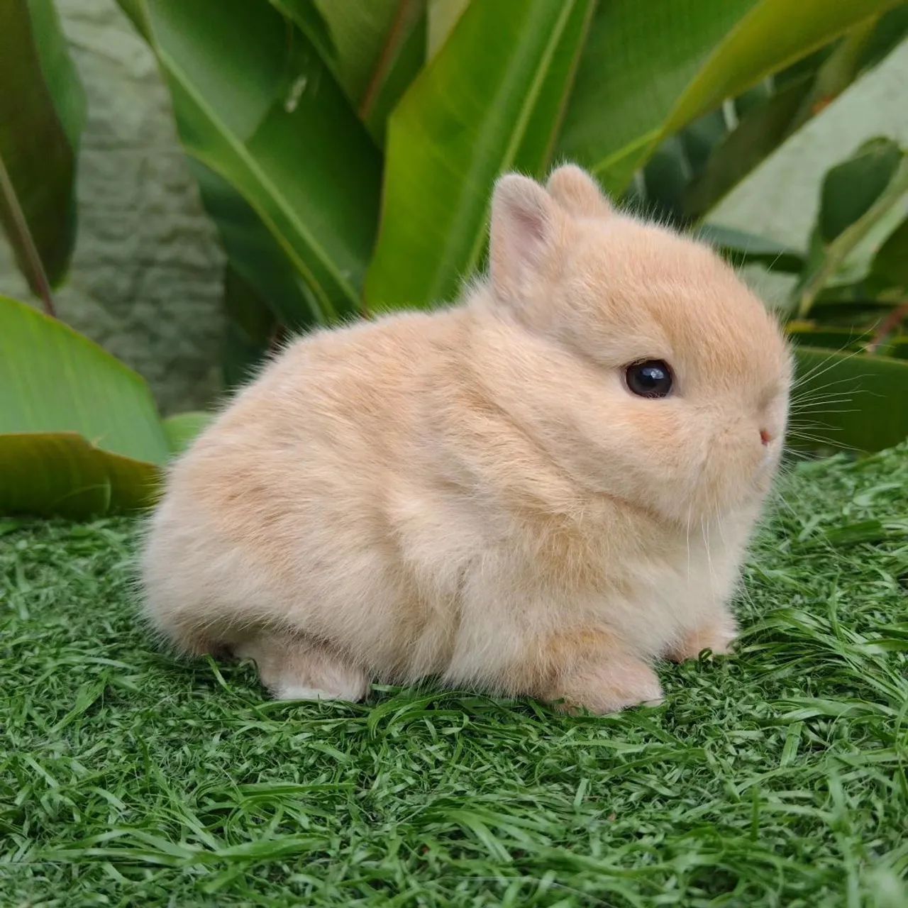 Netherland dwarf linhagem importada coelho anão  - Foto 5