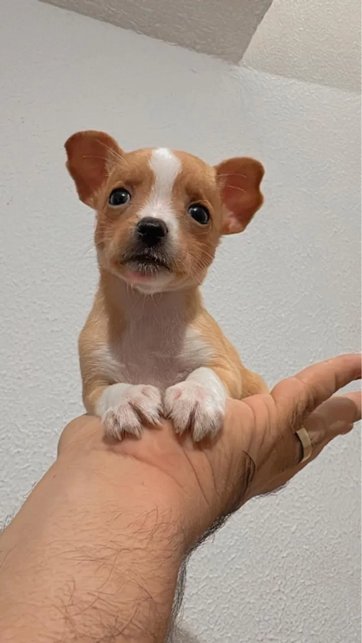 Filhote de CHIHUAHUA