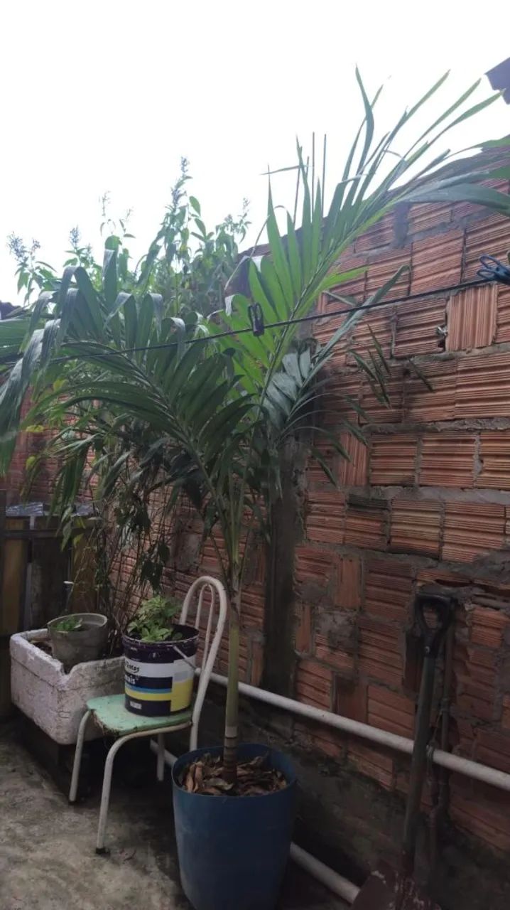 Palmeiras ? 64299777400065121