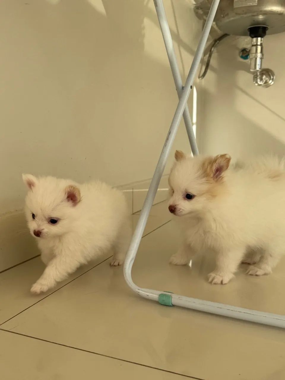 Casal Spitz Alemão
