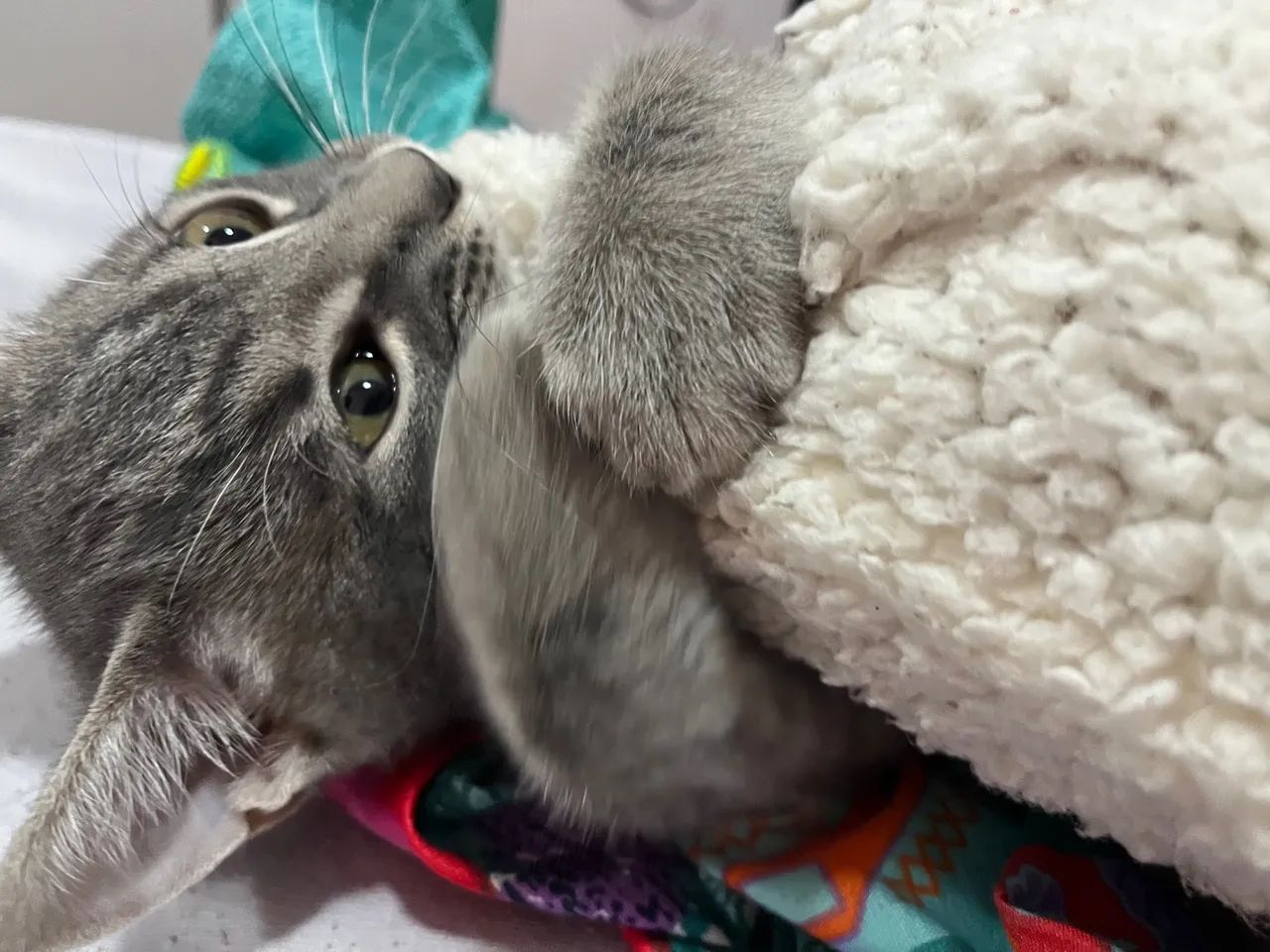 Gatinho cinza para adoção - Foto 6