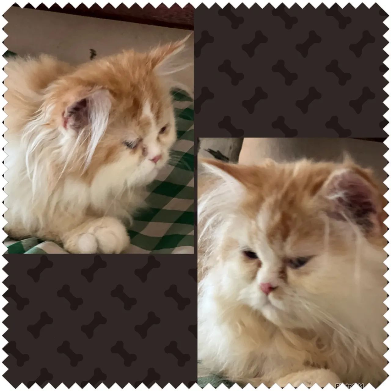  Gatinhos Persas Lindos  - Foto 2