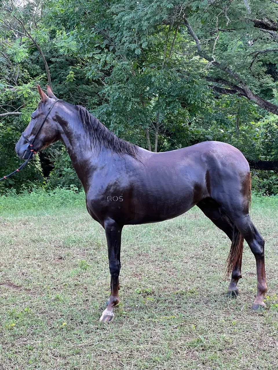 POTRO  REGISTRADO INÍCIO DE DOMA  - Foto 2