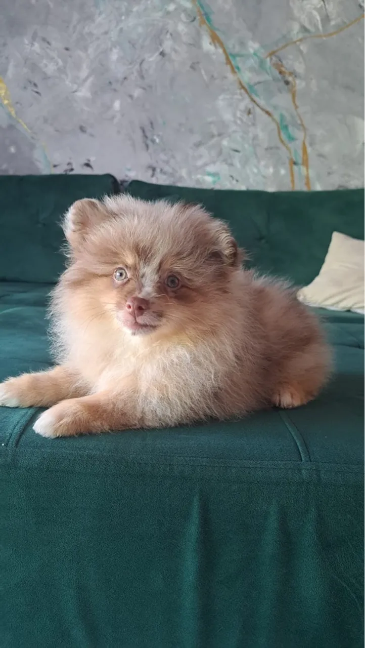 Filhote macho Spitz Alemão exótico 