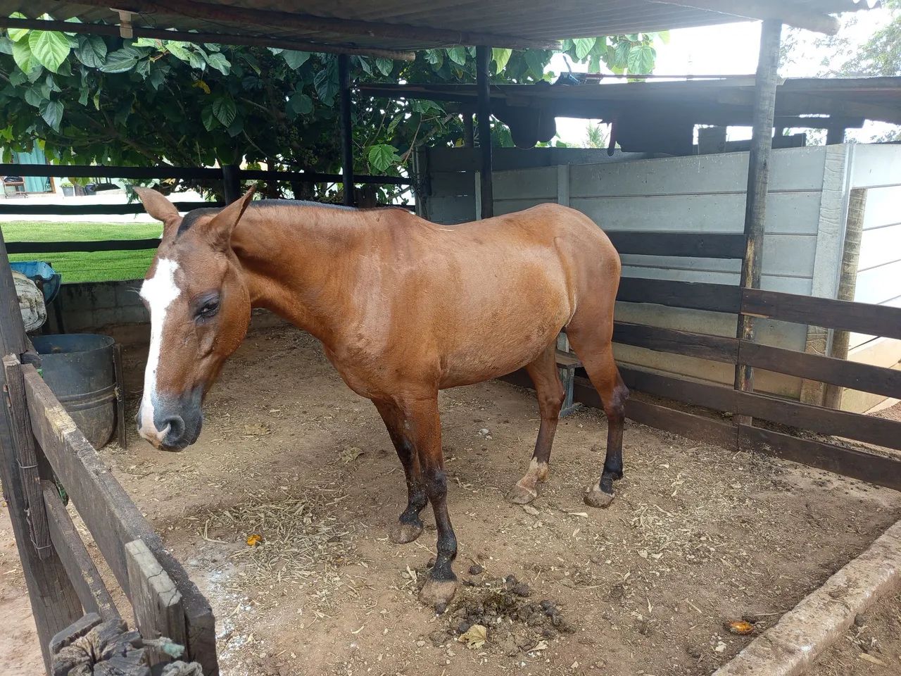 Vendo égua de marcha picada. - Foto 2