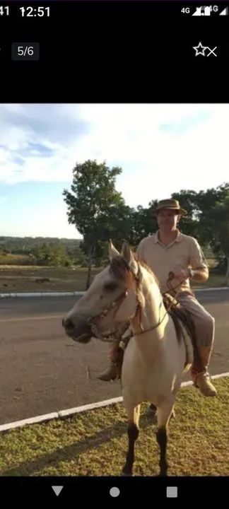 Égua baía  - Foto 6