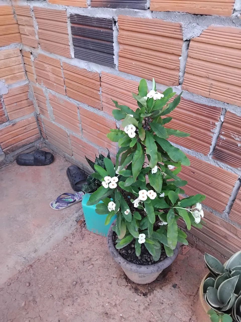 Vendo plantas - Foto 6