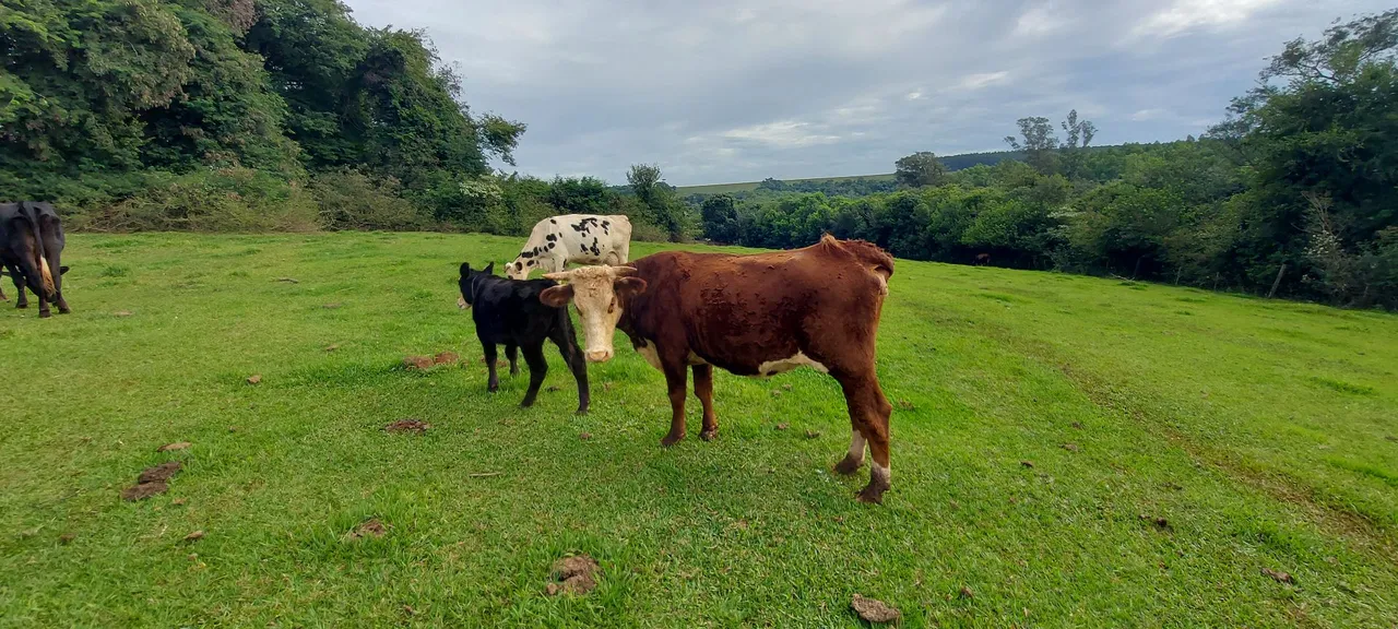 Vendo vaca Hereford pura prenha de angus PO