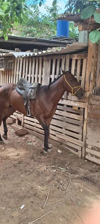 Quarto de milha - Foto 2