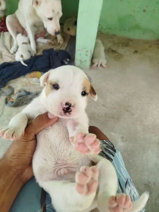 Filhote de Pitbull com Dogo Argentino 
