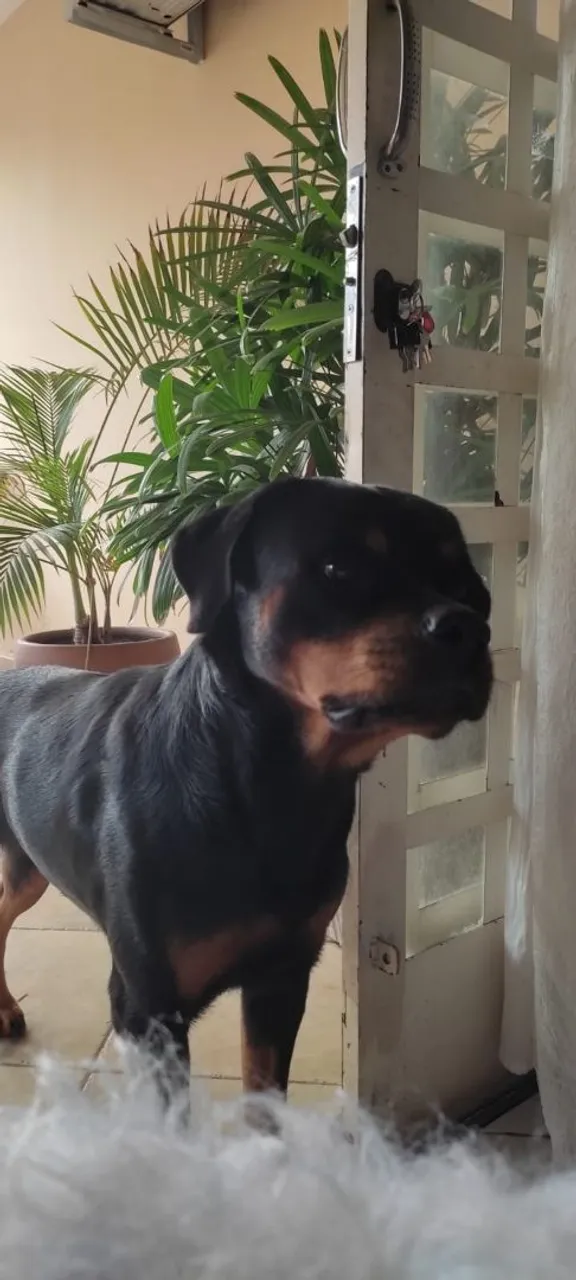 Procuro macho Rottweiler para cobertura 