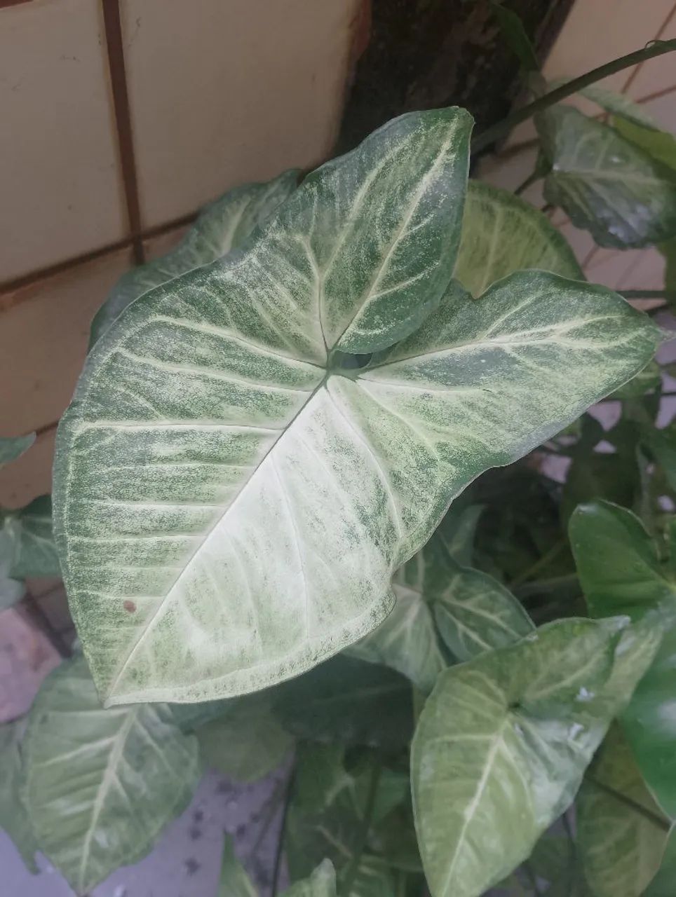 Planta ornamental syngônio muda - Foto 2