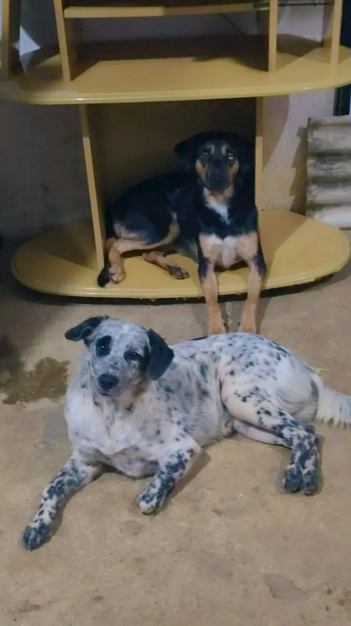 Doase 3 cachorras fêmeas castradas e vacinadas