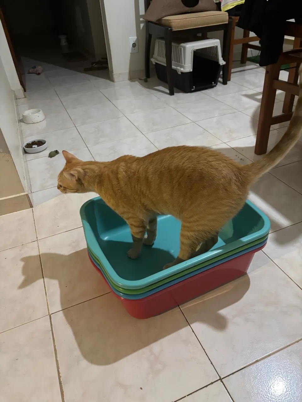 4 caixas de areia para gatos