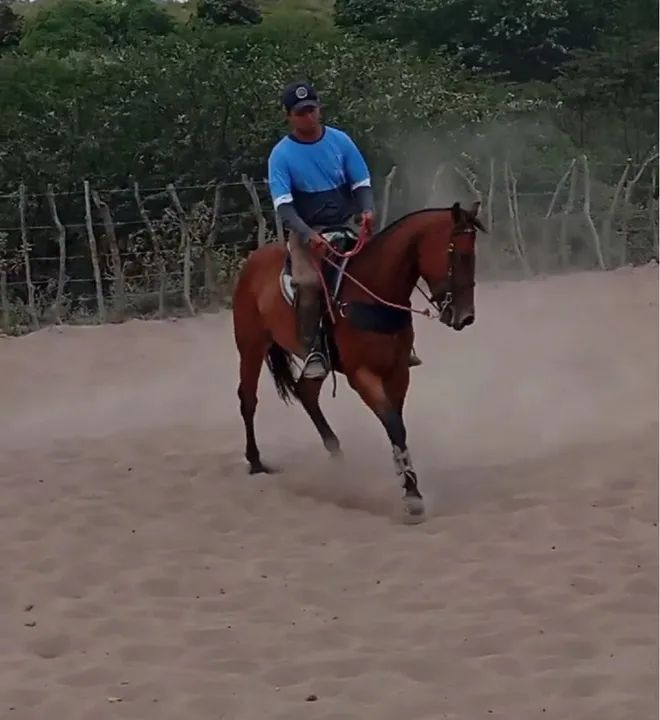 Potro Quarto de Milha - Puro Sangue - Foto 2