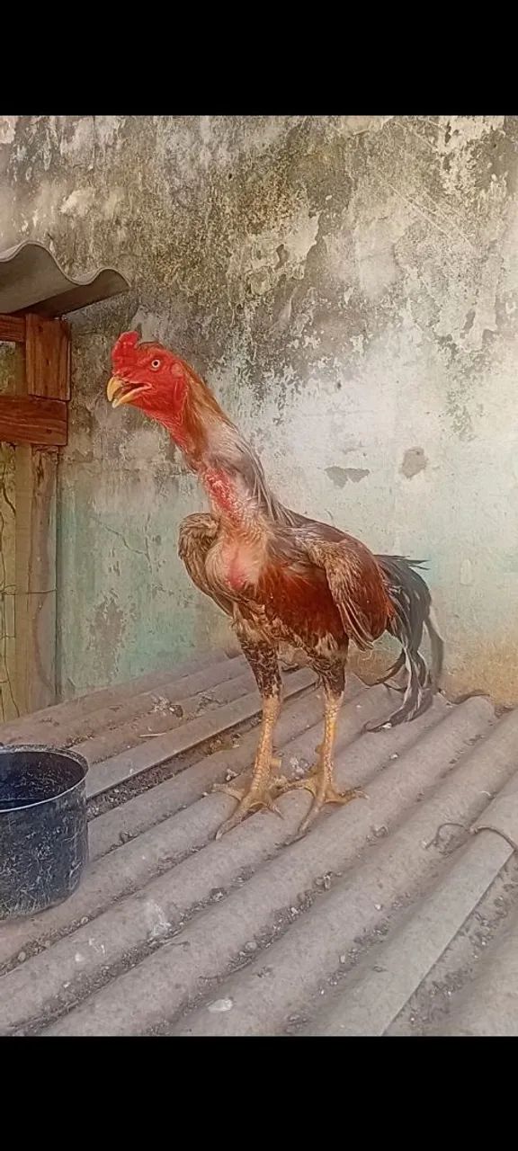 Galo indio mura - Foto 2