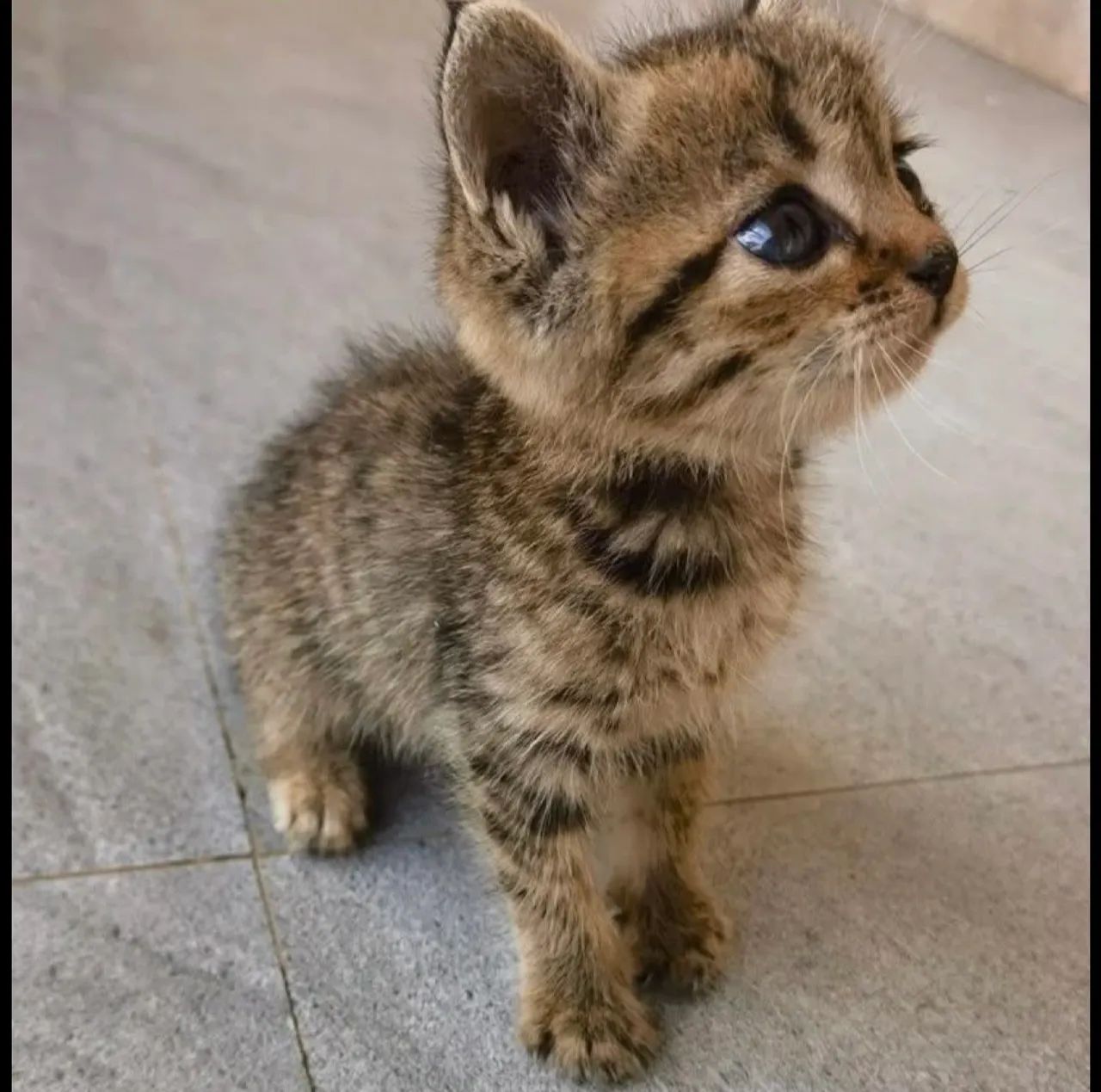 Maine Coon- na cor Brown Tabby: é o padrão rajado com tons de marrom, preto e dourado  - Foto 3